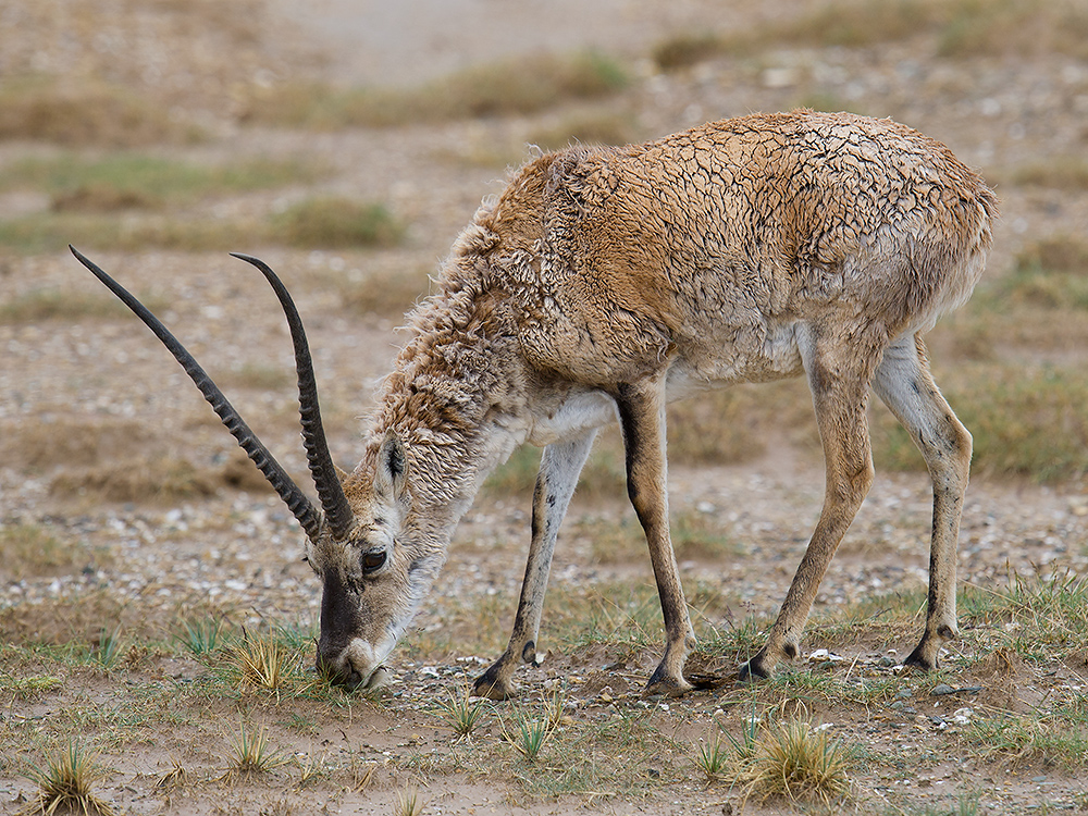 Tibetan Antelope near Budongquan, Qinghai. Elev. 4570 m. 22 July 2014.