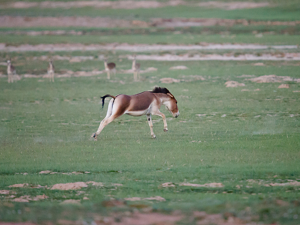 Tibetan Wild Ass