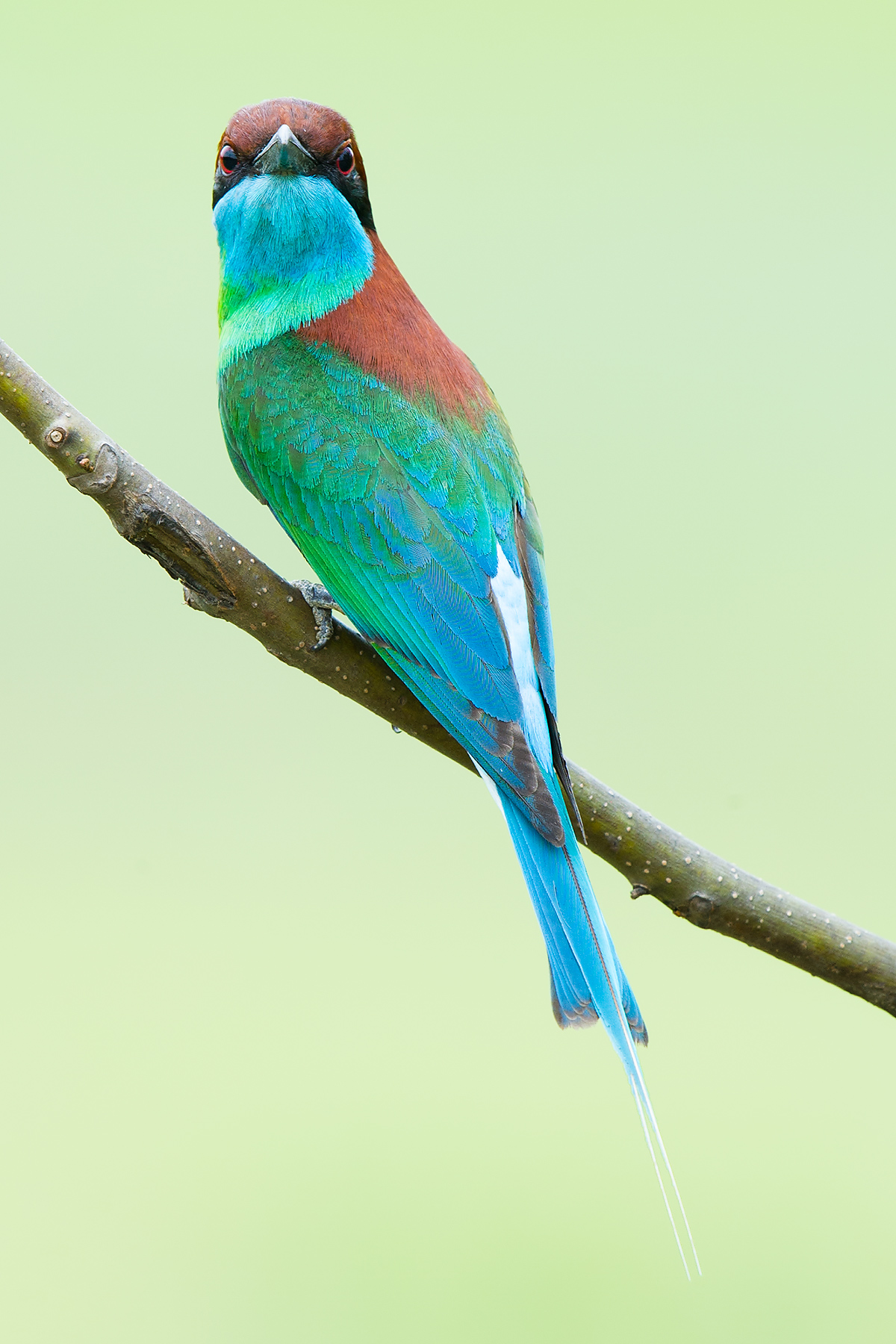 Blue-throated Bee-eater