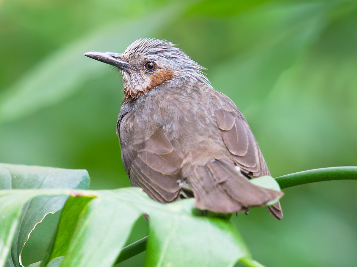 Brown-eared Bulbul