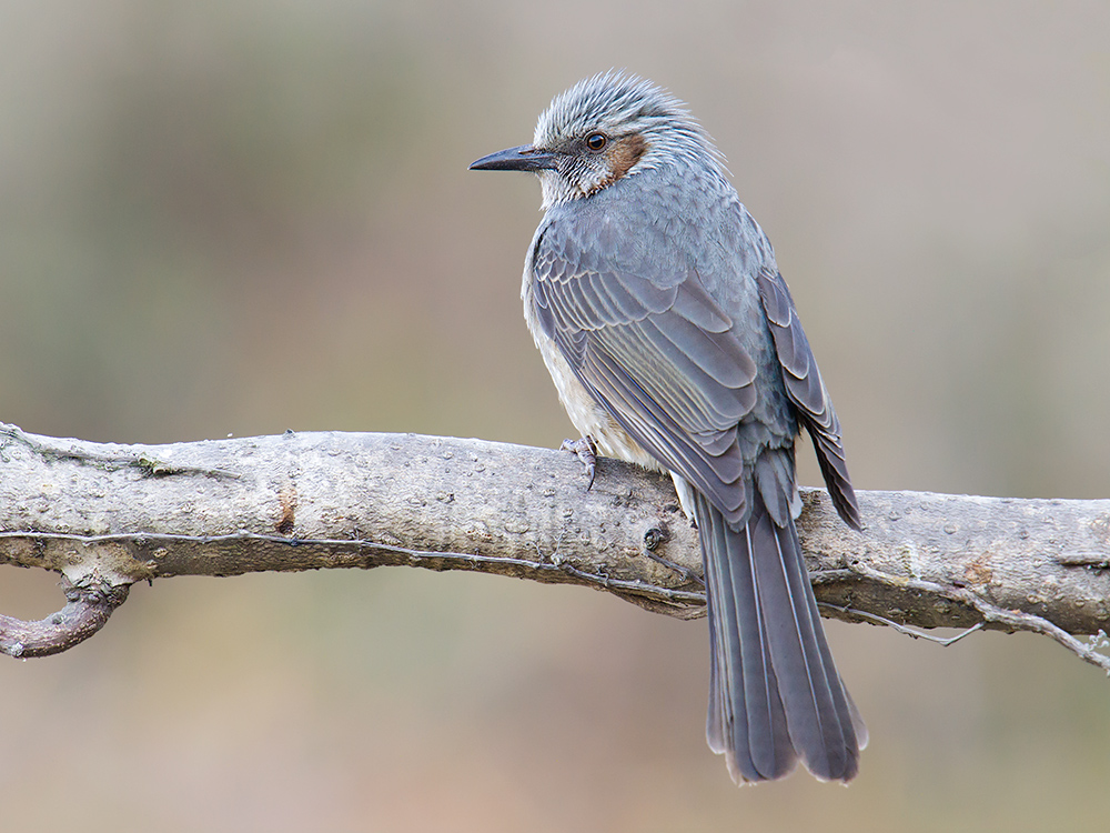 Brown-eared Bulbul