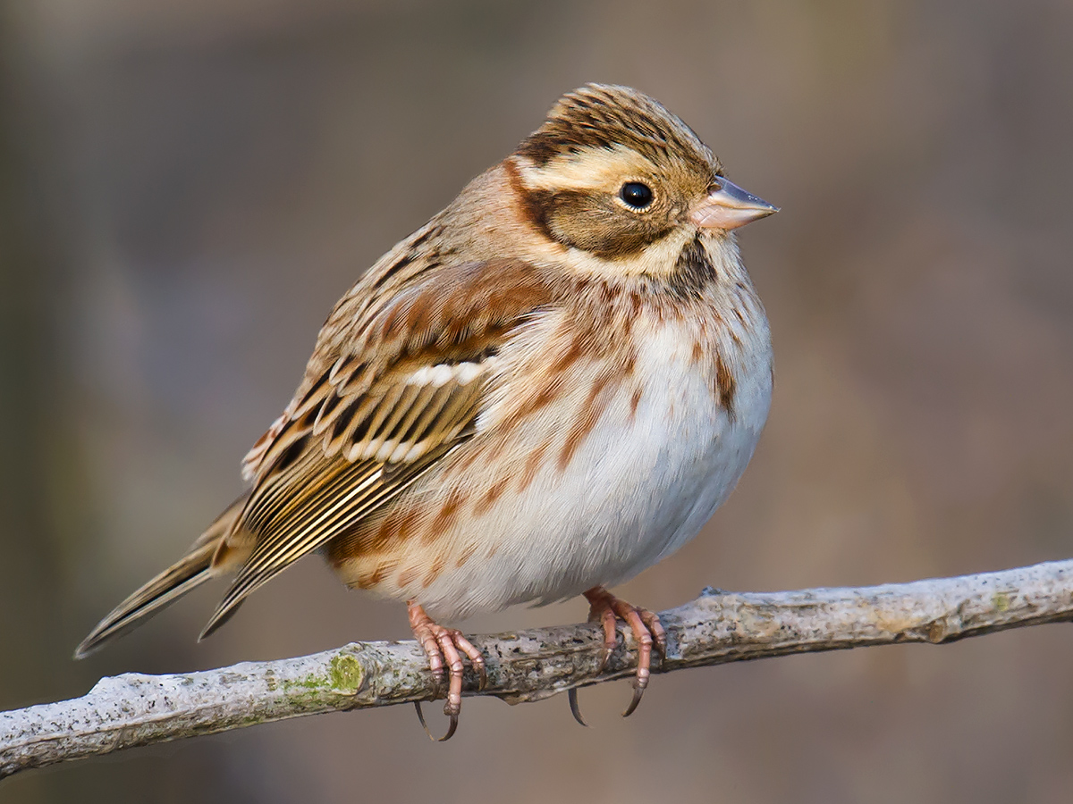 Rustic Bunting