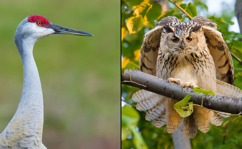 In 2015, my wife Elaine Du discovered Sandhill Crane (L) at my home in Florida; her new husband, Craig, discovered Eurasian Eagle-Owl (R) at Elaine's home in Heilongjiang. 2015 was the Year of the Crane and the Owl.
