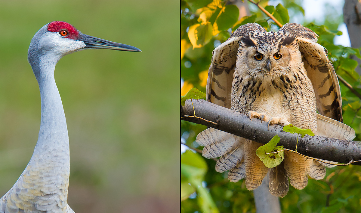 The Crane and the Owl: 2015 Year in Review | Shanghai Birding 上海观鸟