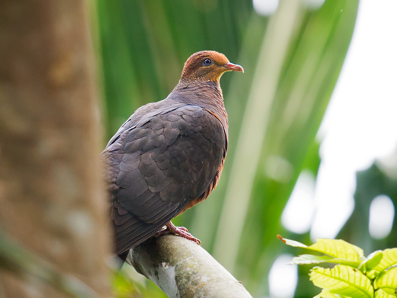 Philippine Cuckoo-Dove