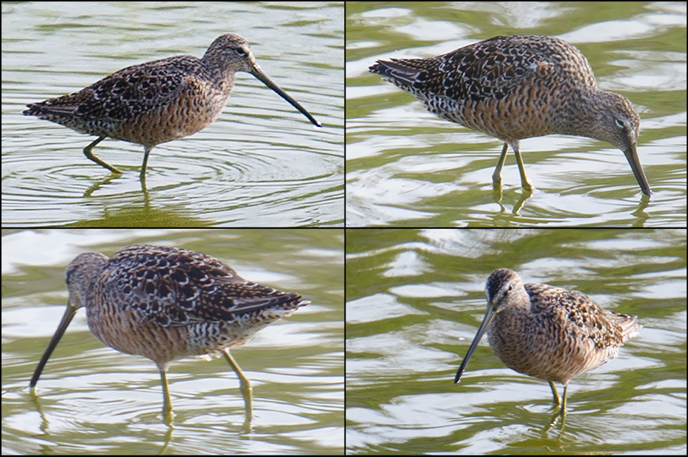 Long-billed Dowitcher