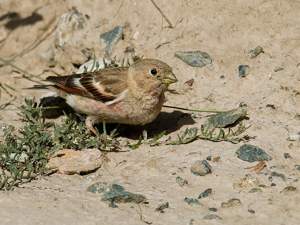 Mongolian Finch