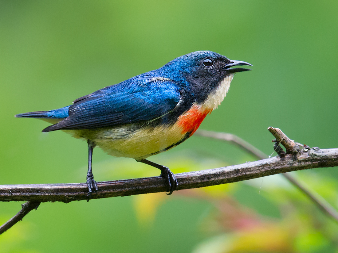 Fire-breasted Flowerpecker