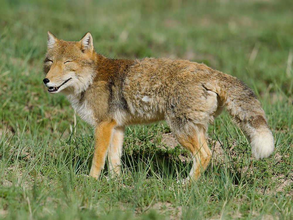 Tibetan Fox