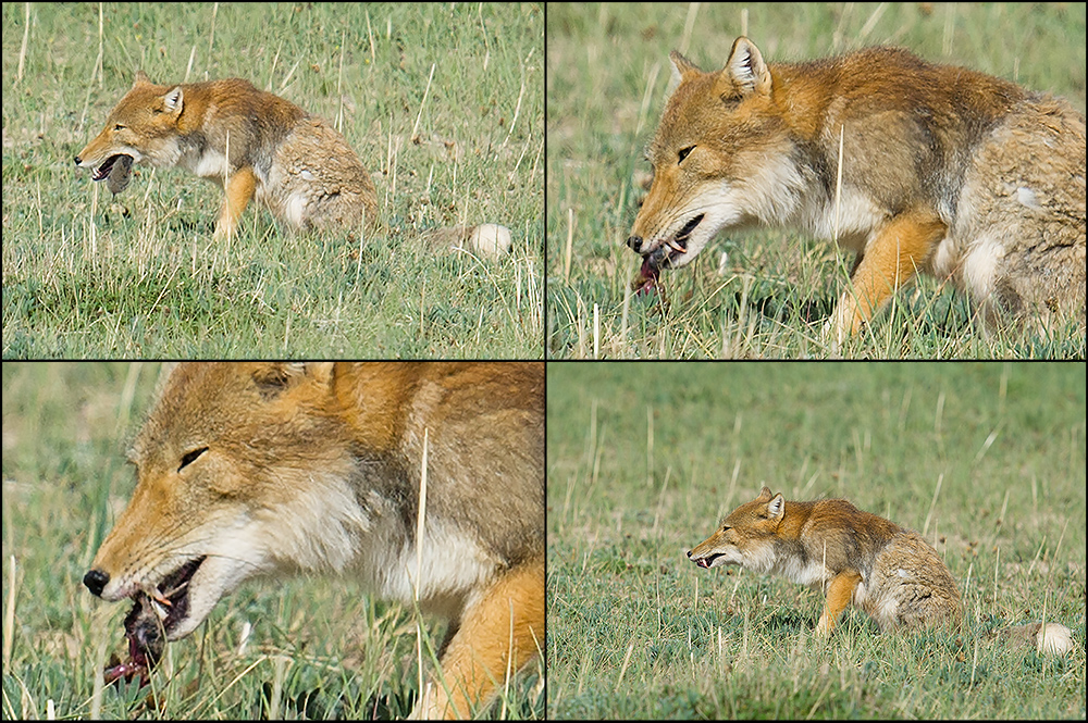 Tibetan Fox devouring vole, near Maduo, Qinghai. Elev. 4080 m. 17 July 2014.