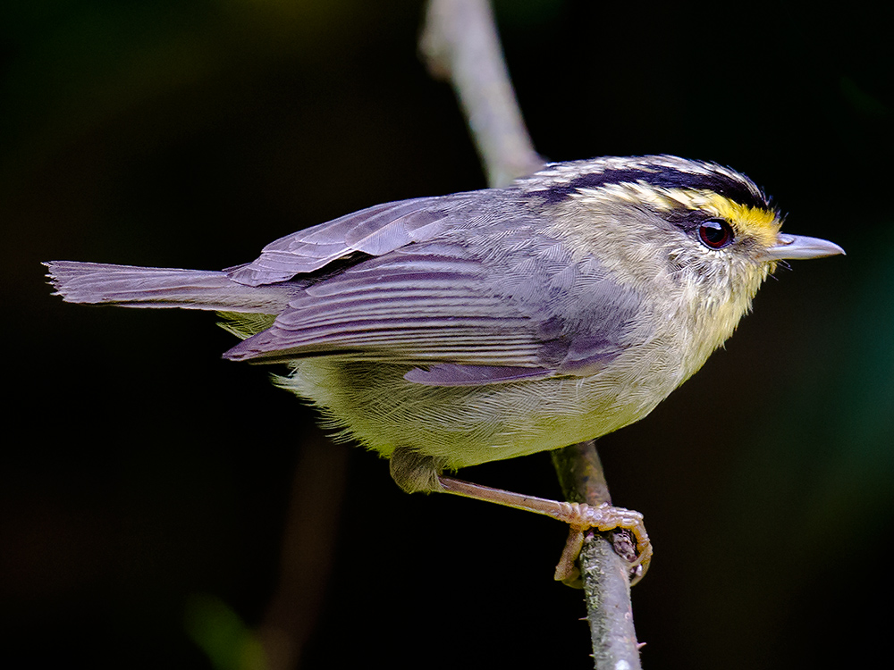 Yellow-throated Fulvetta