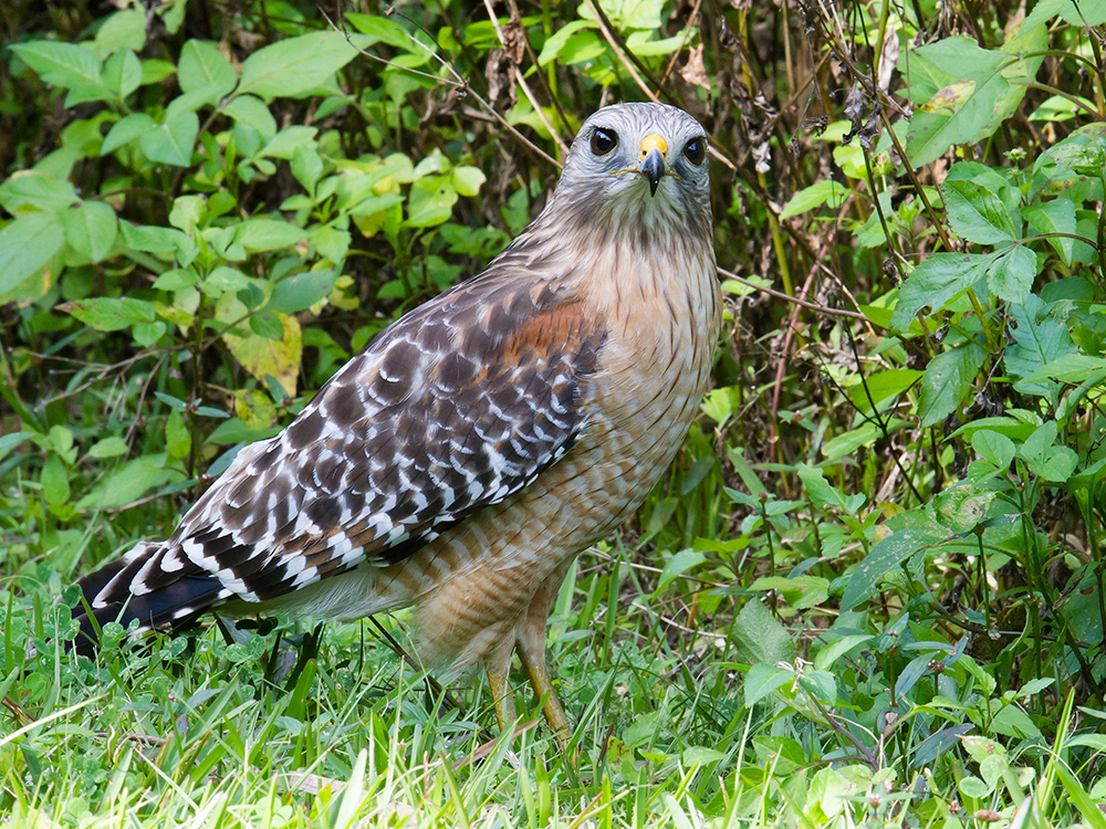 Red-shouldered Hawk
