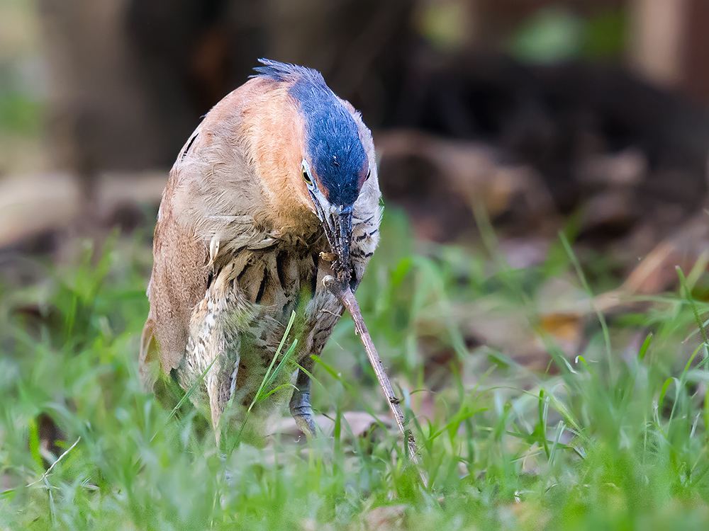 Malayan Night Heron