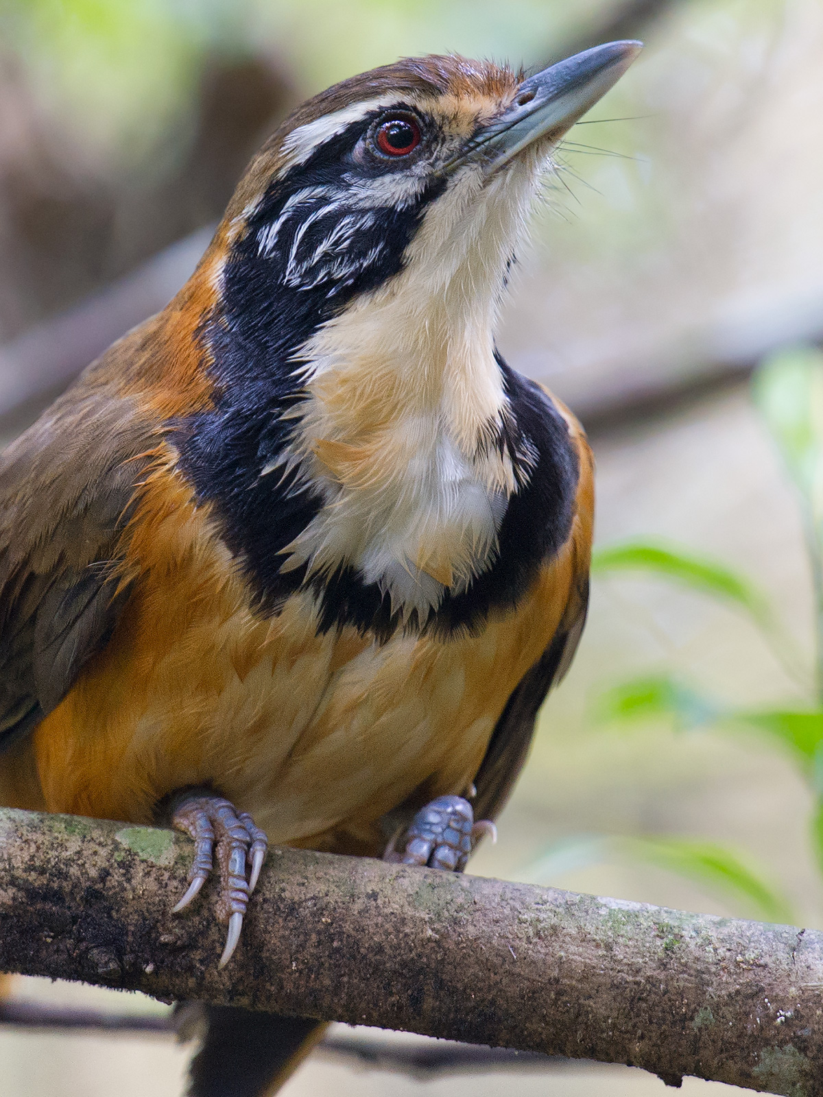 Greater Necklaced Laughingthrush