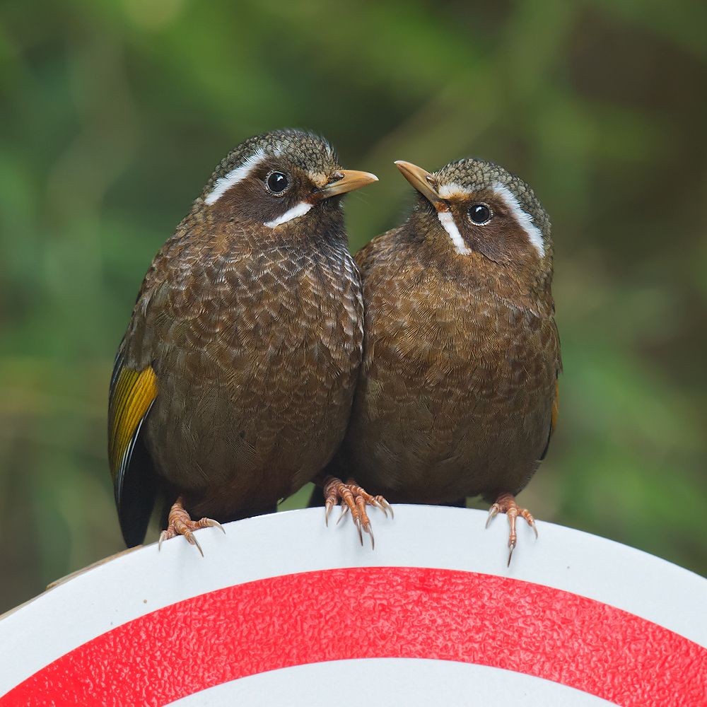 White-whiskered Laughingthrush