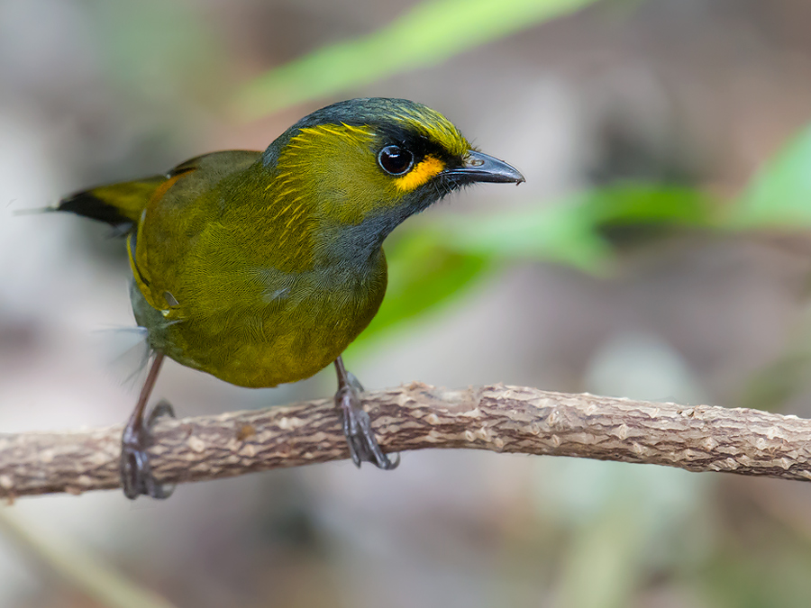 Steere's Liocichla