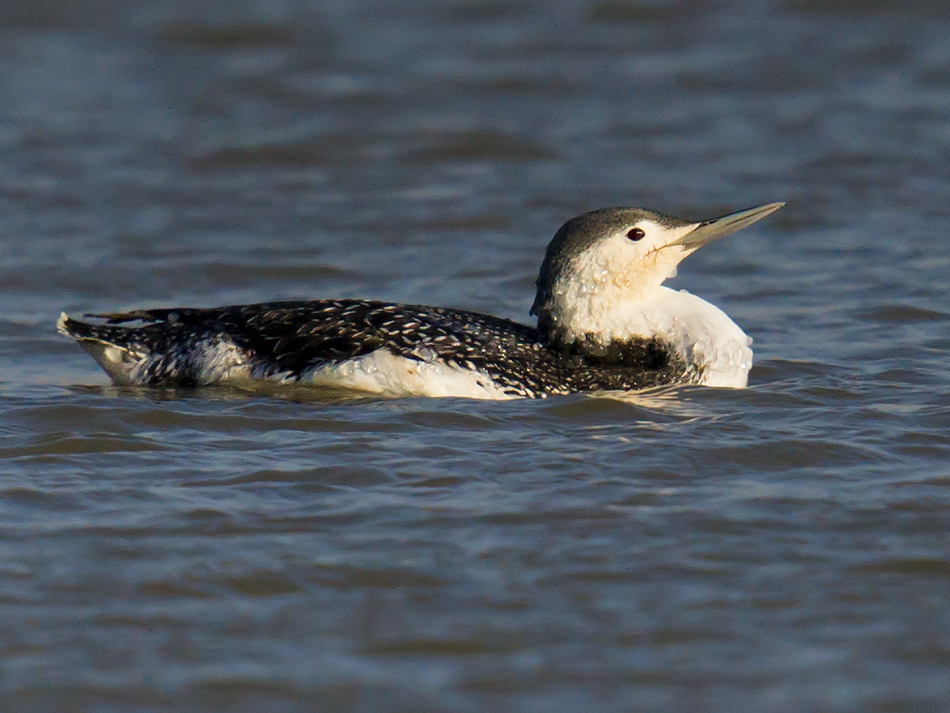 According to the IUCN, only about 50 Red-throated Loon winter along the Chinese coast.