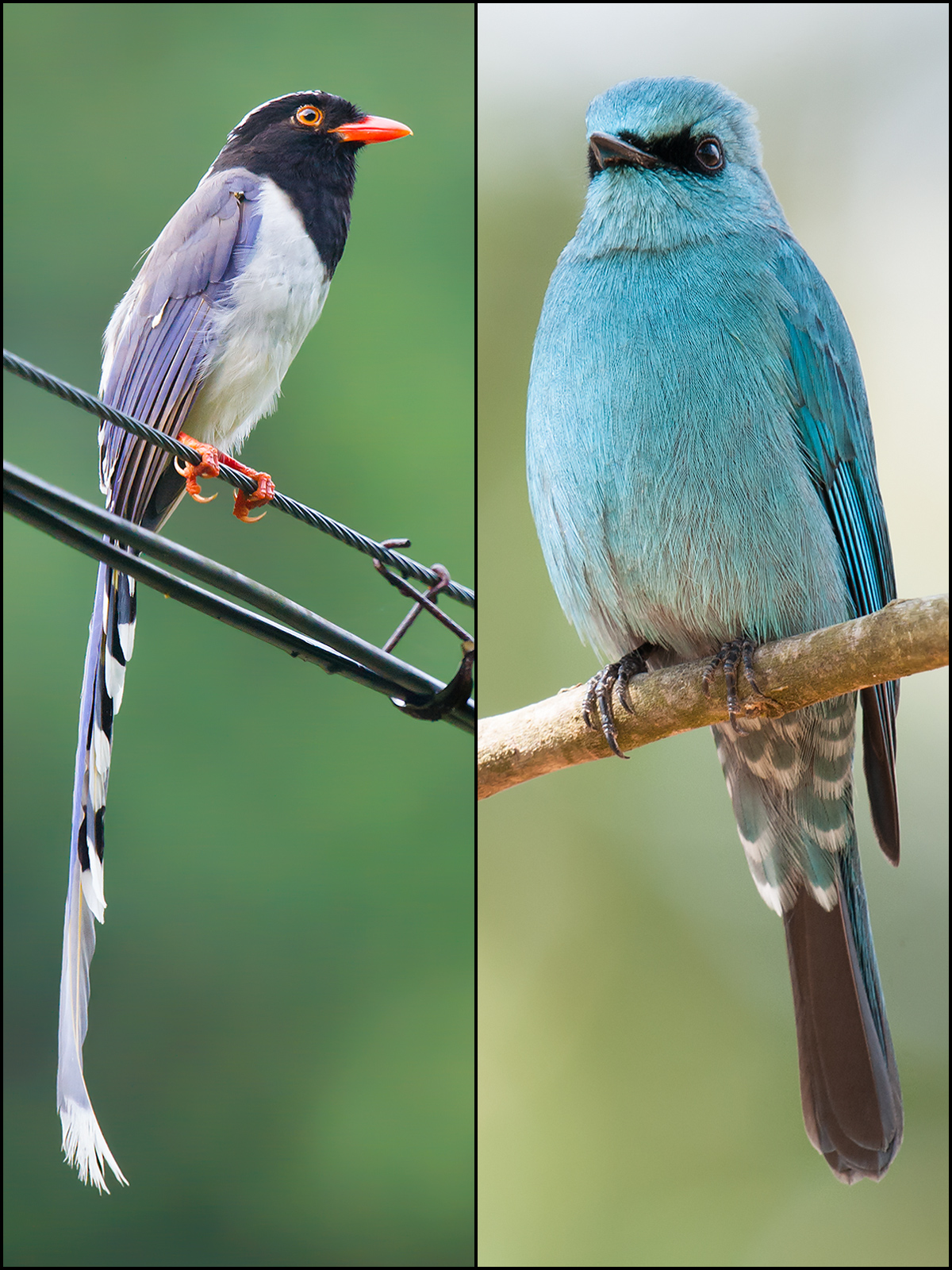 Birds of Emeifeng