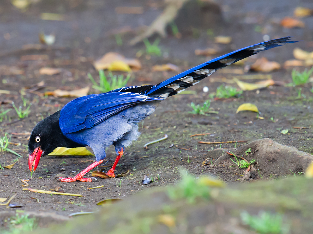 Taiwan Blue Magpie