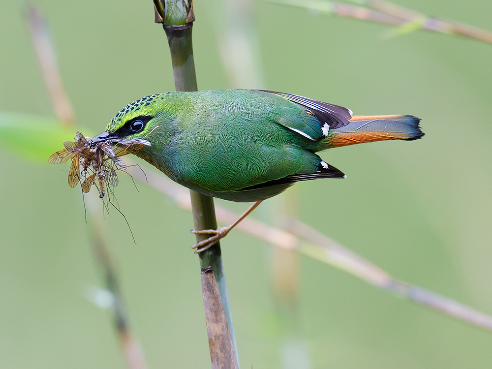 Fire-tailed Myzornis