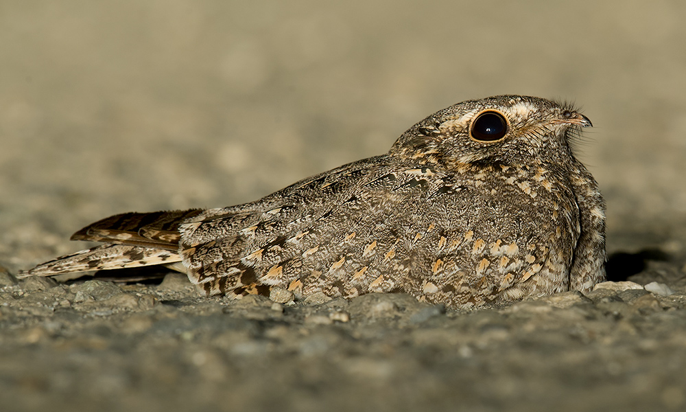 Savanna Nightjar