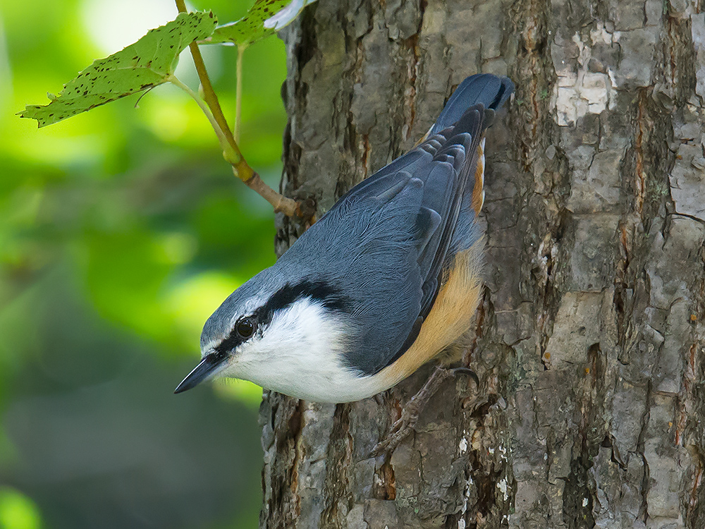 Eurasian Nuthatch