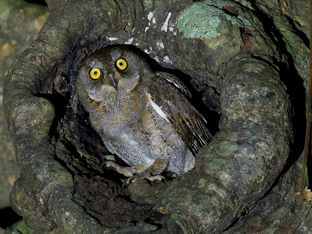 Lanyu Scops Owl