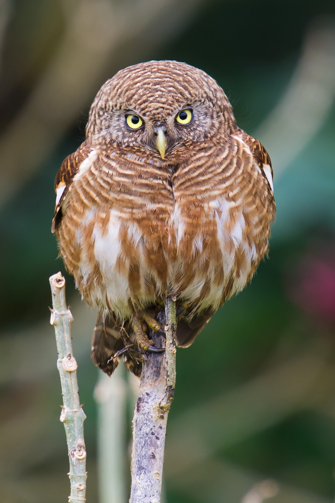 Asian Barred Owlet