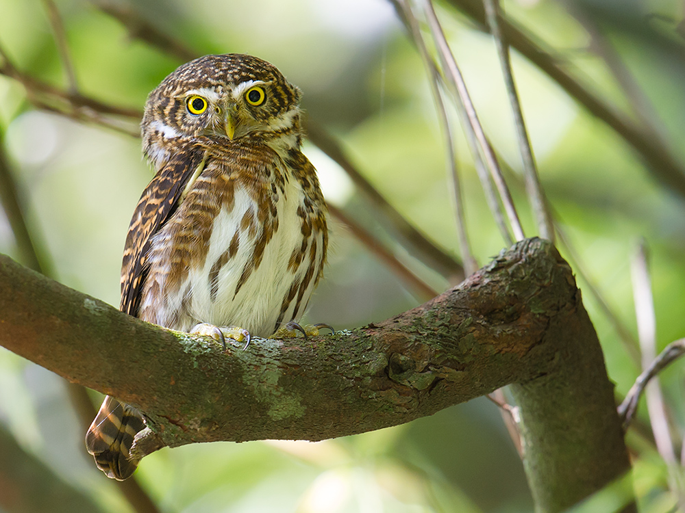 Collared Owlet