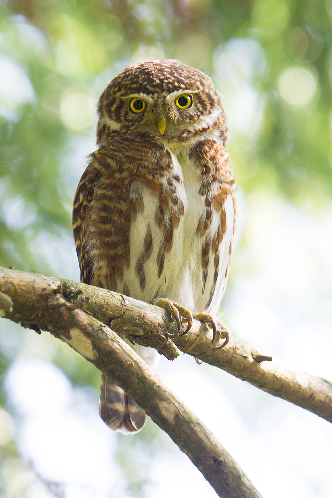 Collared Owlet