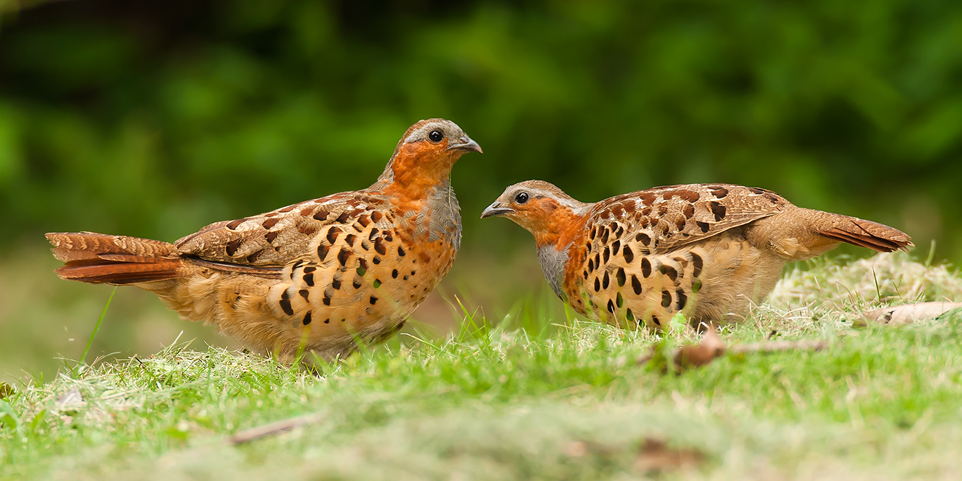 Chinese Bamboo Partridge