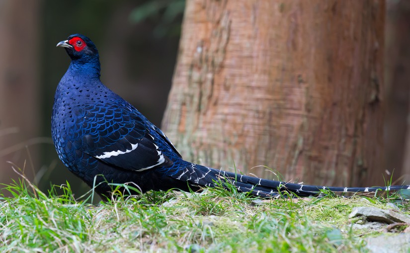 In Search of the Endemic Birds of Taiwan