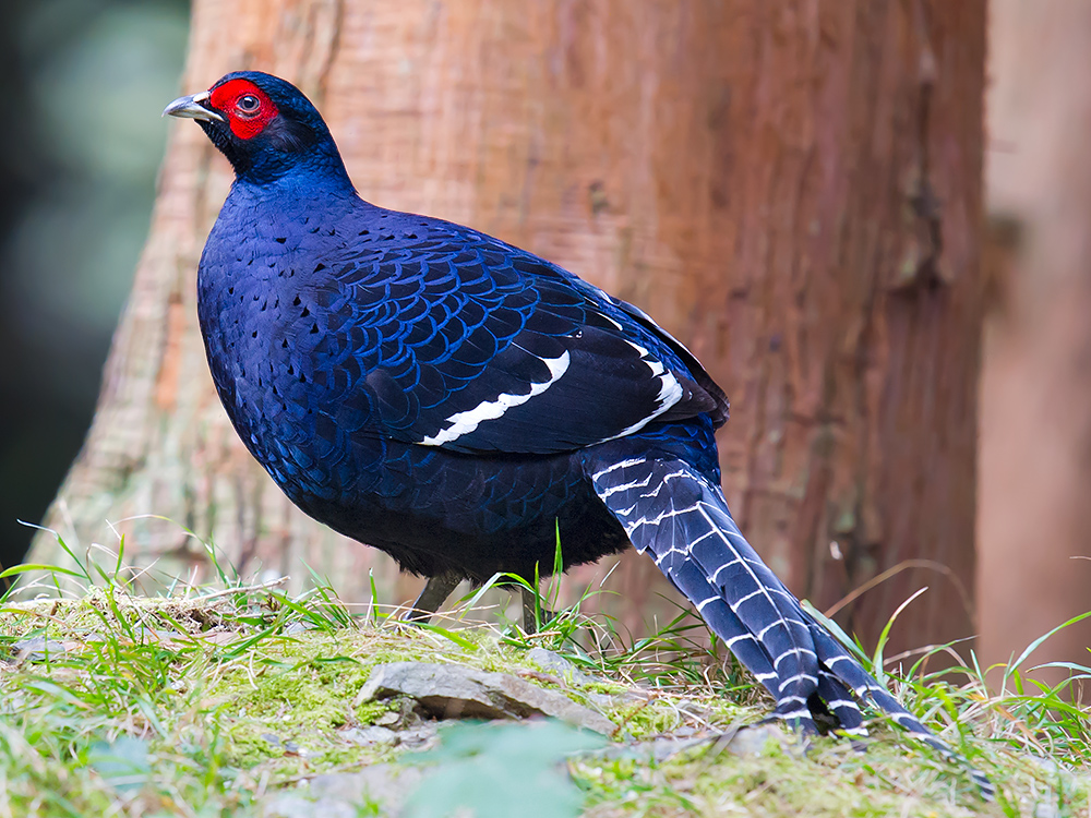 Swinhoe's Pheasant Photos - Shanghai Birding 上海观鸟