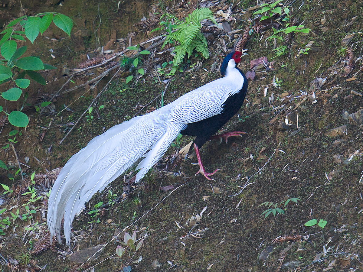 Silver Pheasant