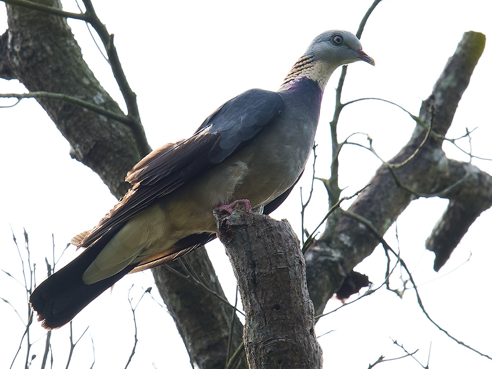 Swinhoe's Pheasant Photos - Shanghai Birding 上海观鸟