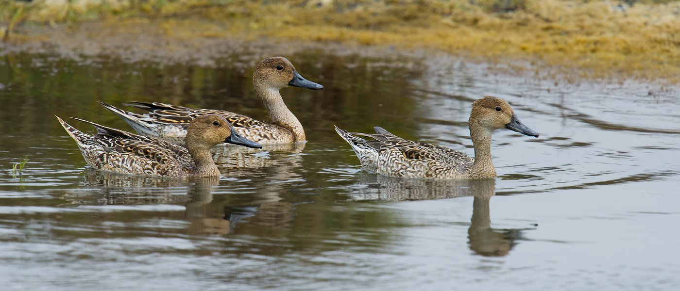 Northern Pintail