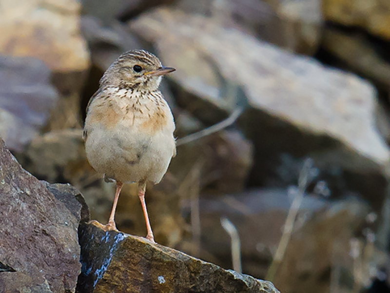 Blyth's Pipit