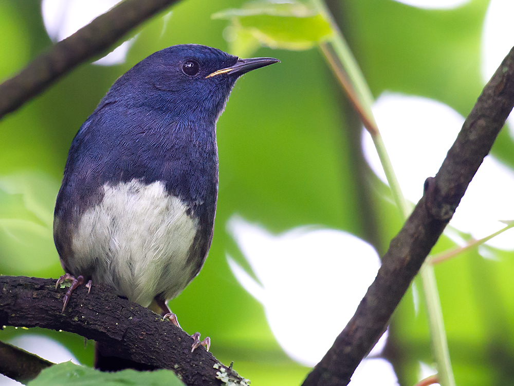 White-bellied Redstart