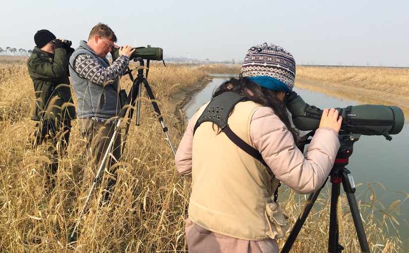 L-R: Stephan Popp, Michael Grunwell, & Elaine Du view 1250 Common Merganser near Crane Paradise, Yancheng, Jiangsu, China, 9 January 2016.