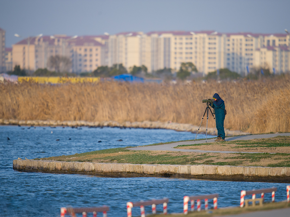 Michael Grunwell searching for Horned Grebe at Dishui Lake, Shanghai, 24 Jan. 2016.