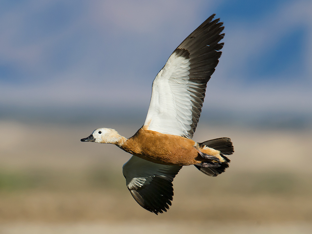 Ruddy Shelduck