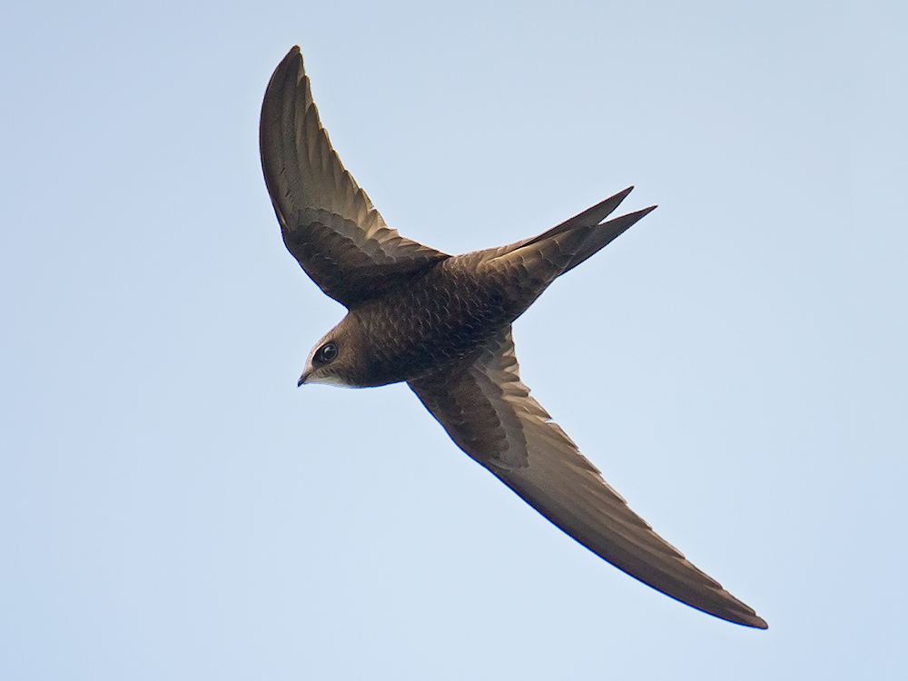 Common Swift