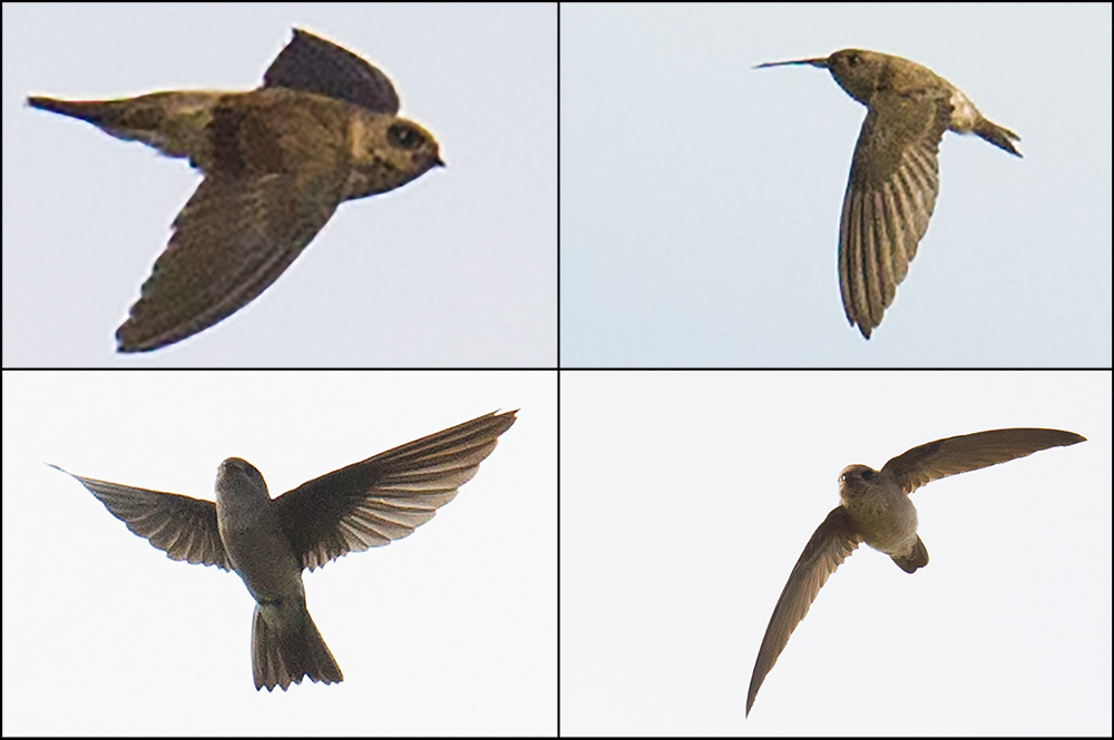 Himalayan Swiftlet