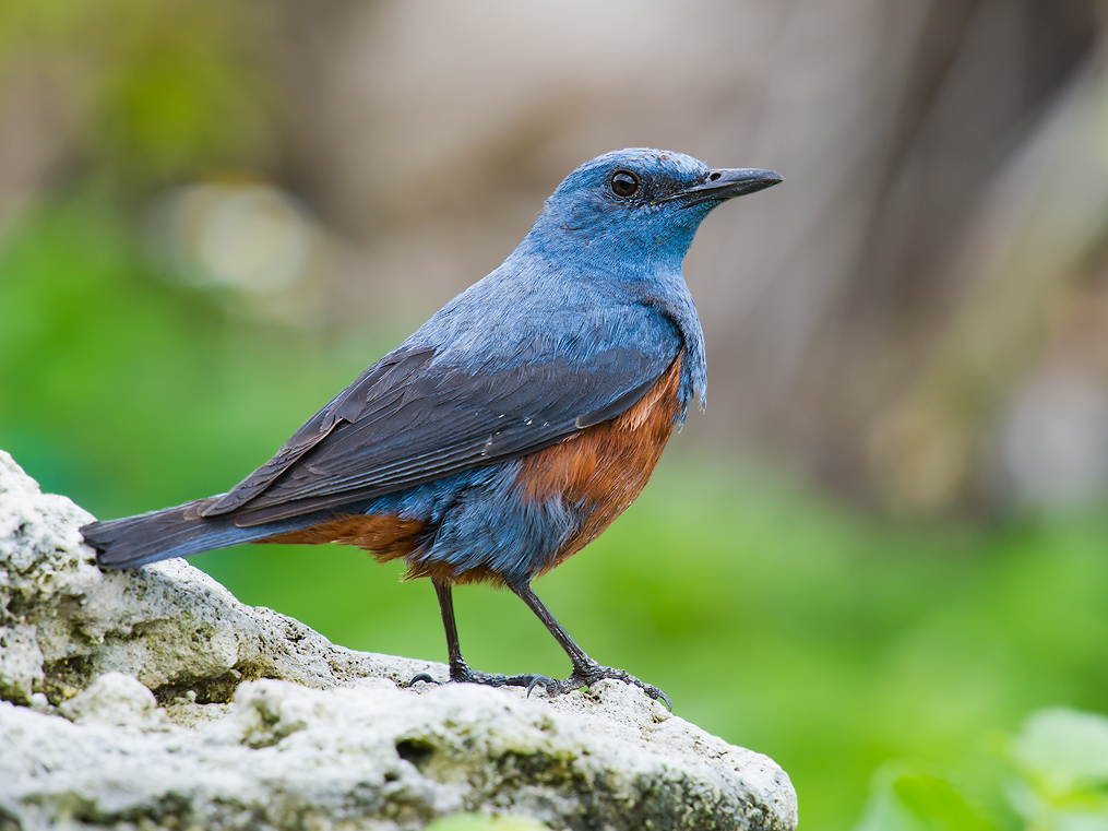 Blue Rock Thrush