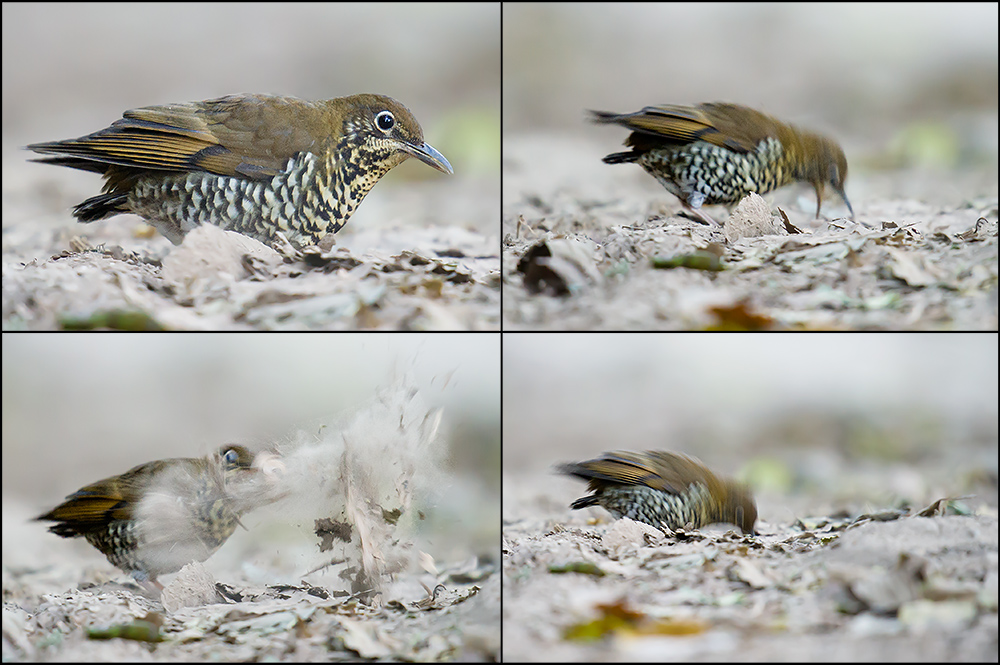 Himalayan Thrush