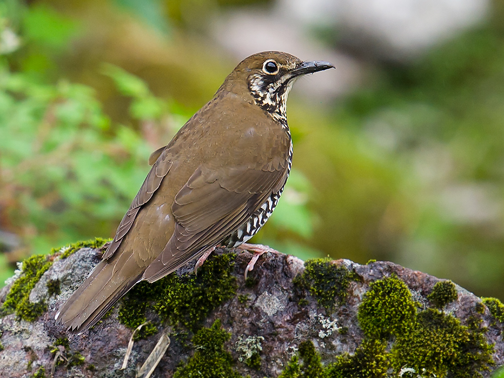 Himalayan Thrush