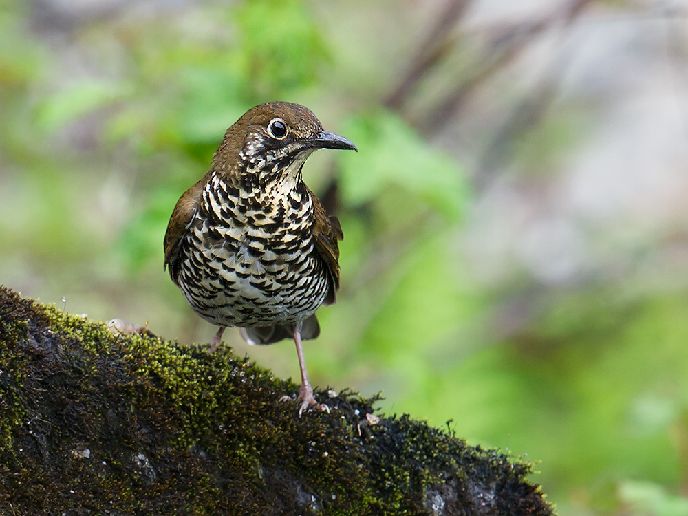 Himalayan Thrush