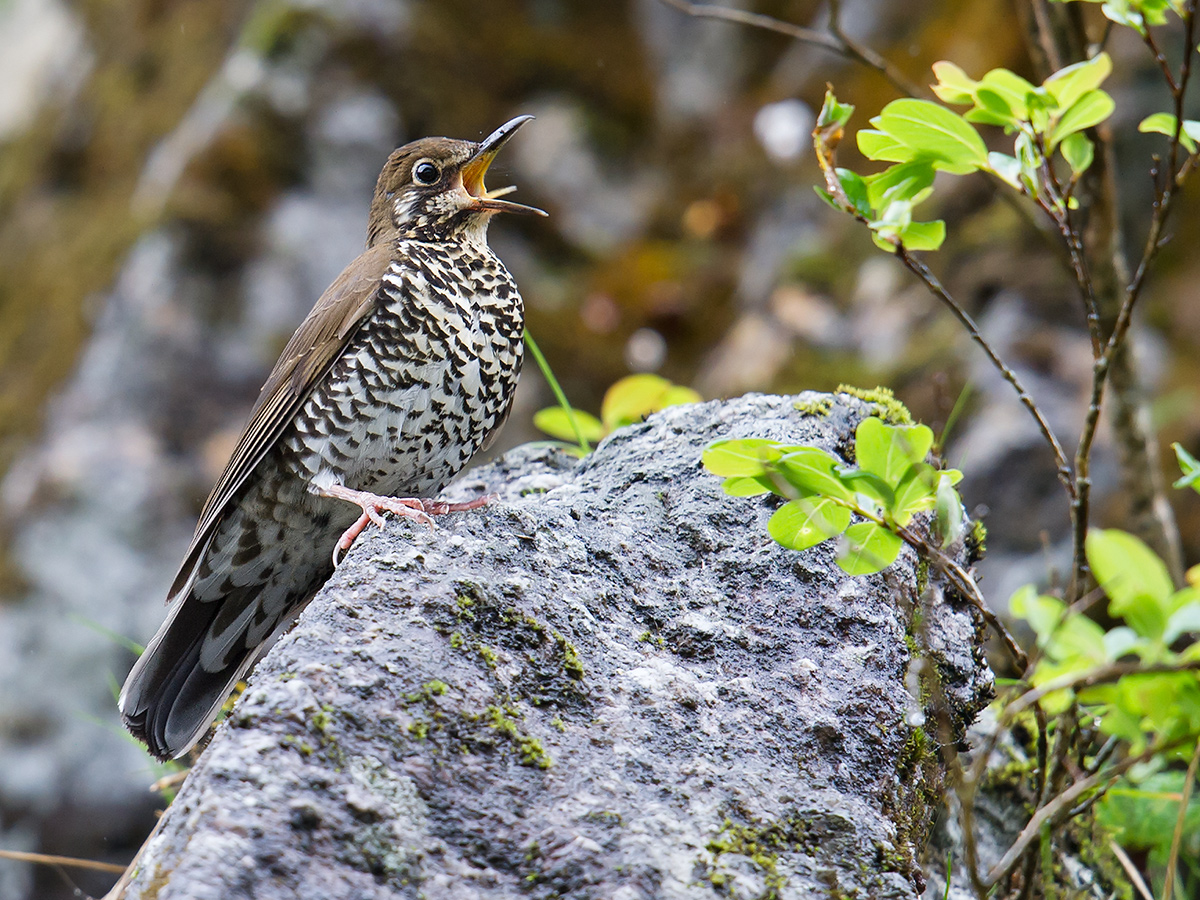 Himalayan Thrush