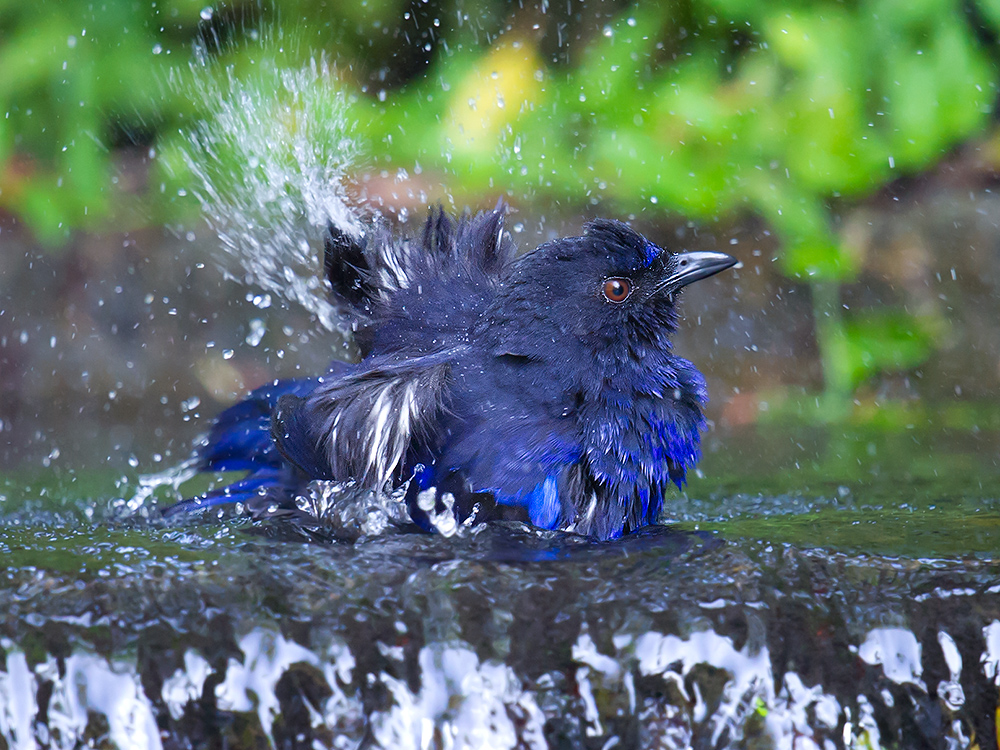 Taiwan Whistling Thrush