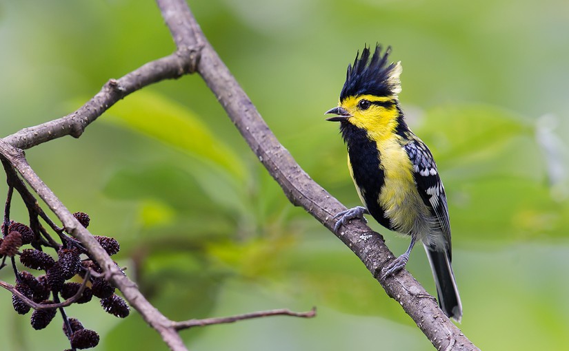 Yellow-cheeked Tit